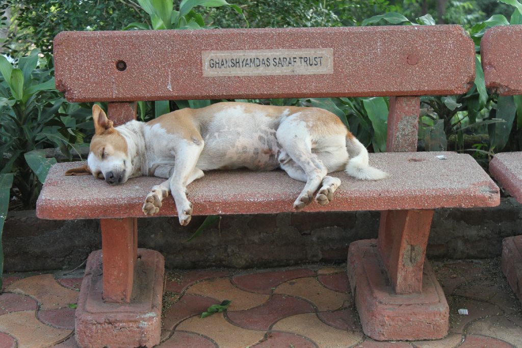 IMG_3263_dog_rs IMG_3263_dog_rs
