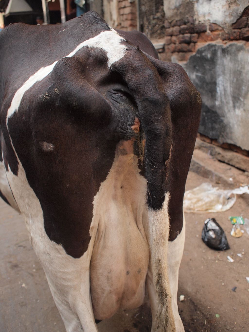 P1184520_cowbudd_rs P1184520_cowbudd_rs