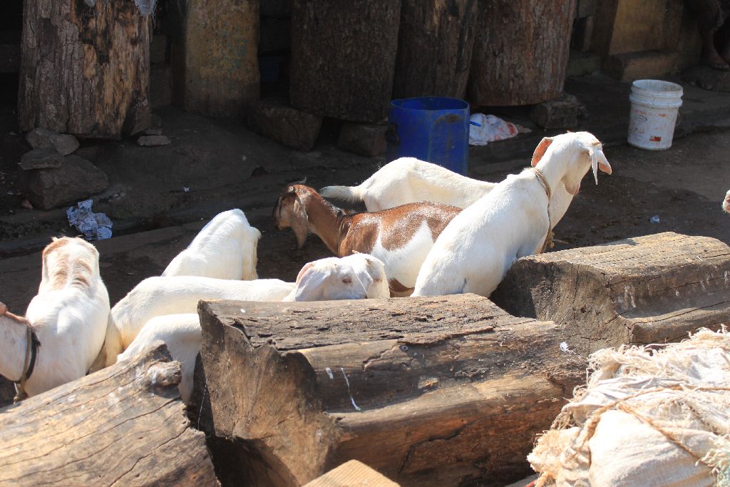 IMG_7511_goat_rs IMG_7511_goat_rs