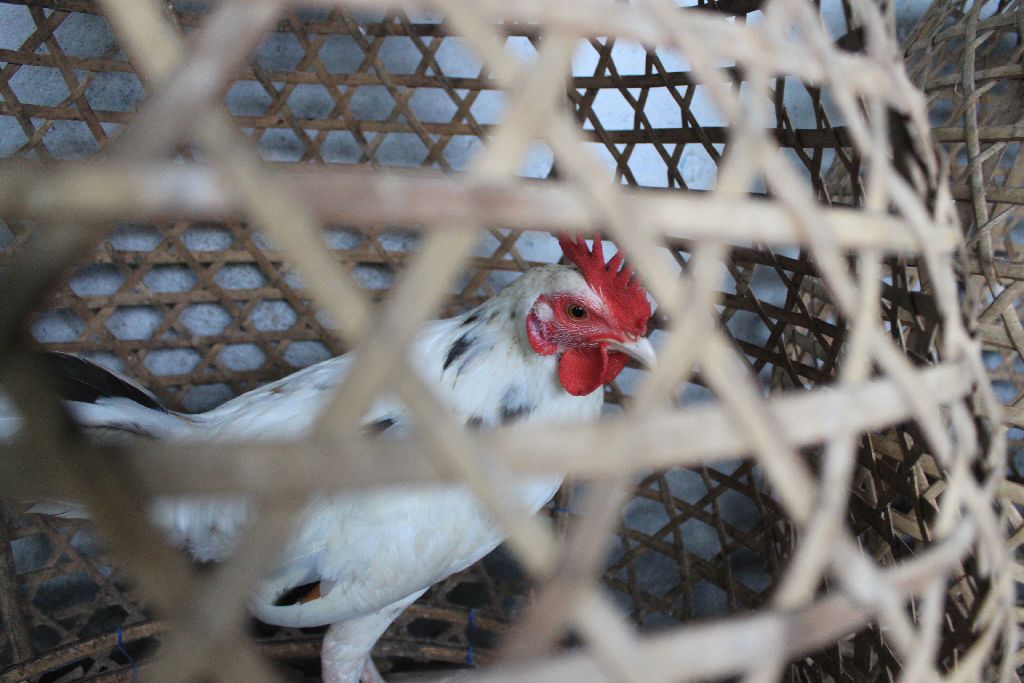 IMG_8594_chiken_rs